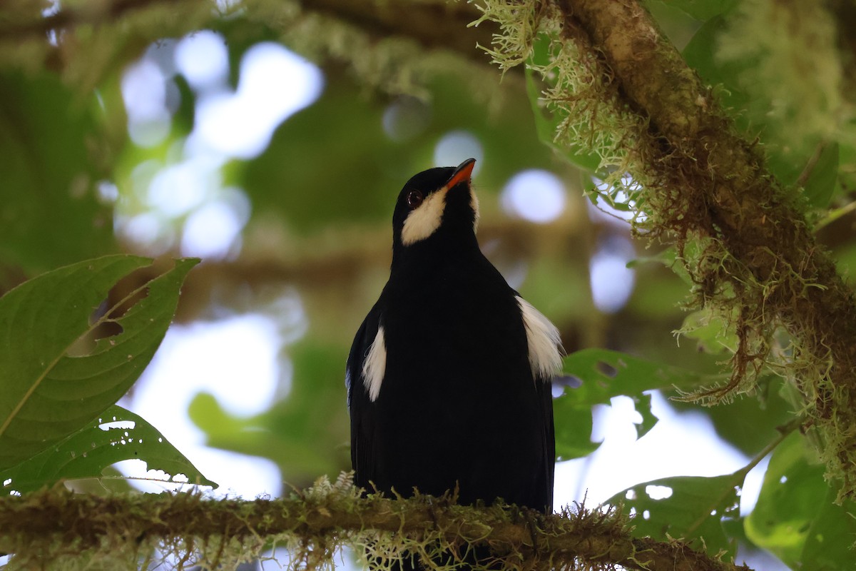 Black Solitaire - ML640972627