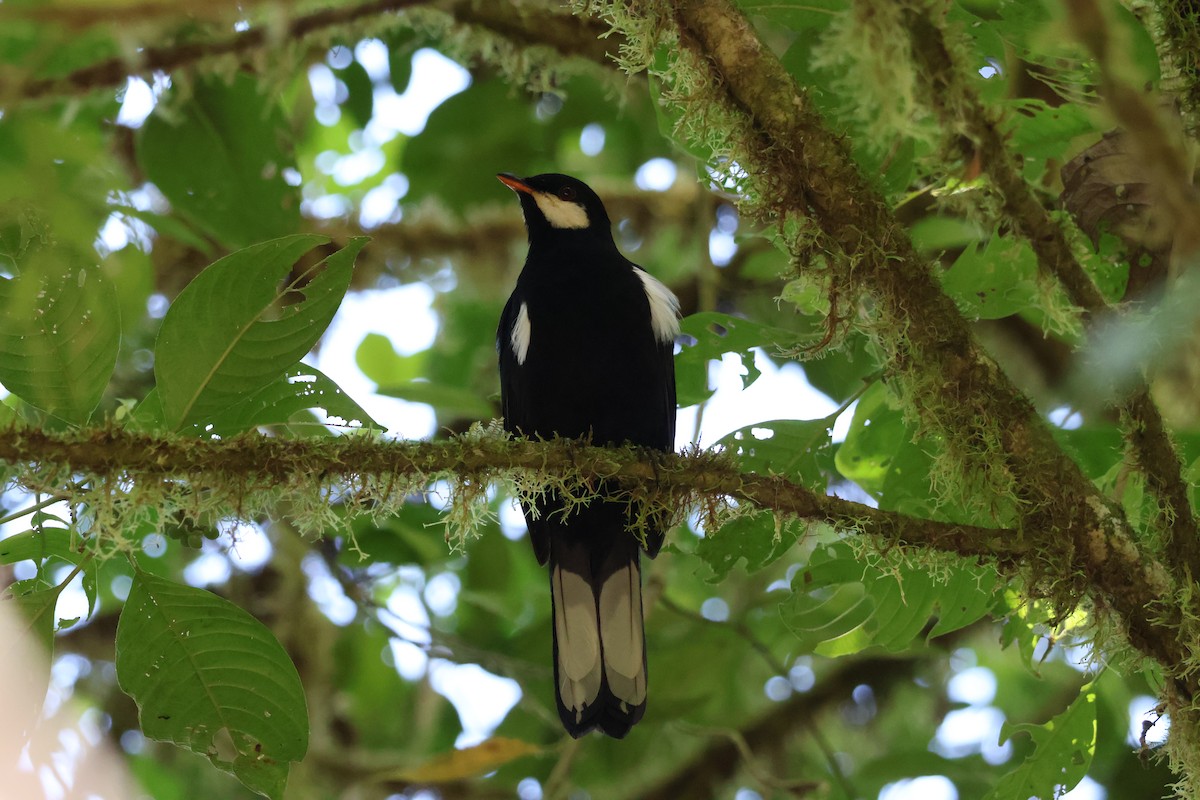 Black Solitaire - ML640972628