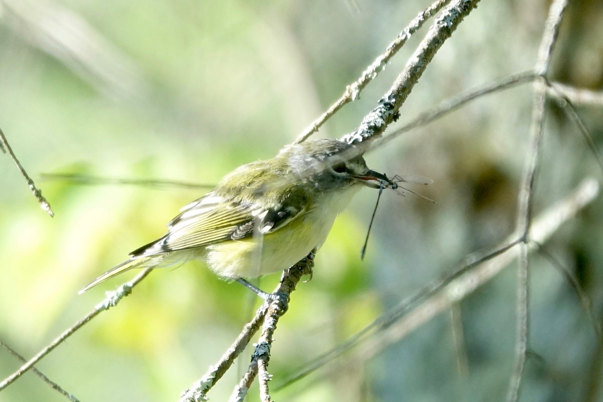 eremittvireo - ML640972713