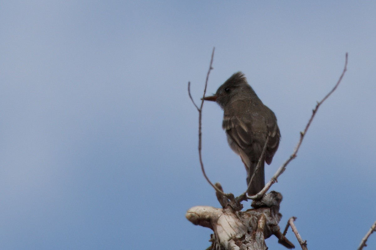 Greater Pewee - ML640972717