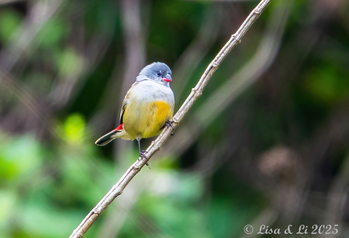 Yellow-bellied Waxbill - ML640972721