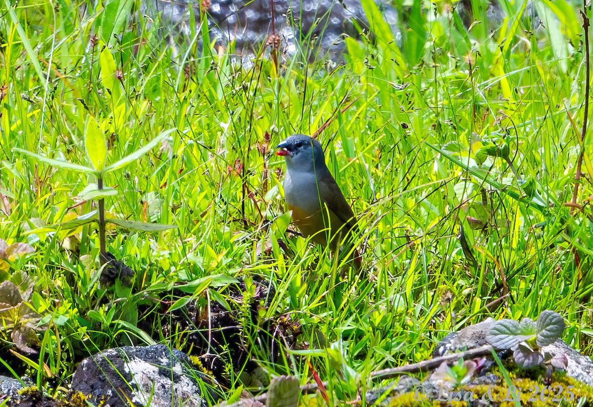 Yellow-bellied Waxbill - ML640972722