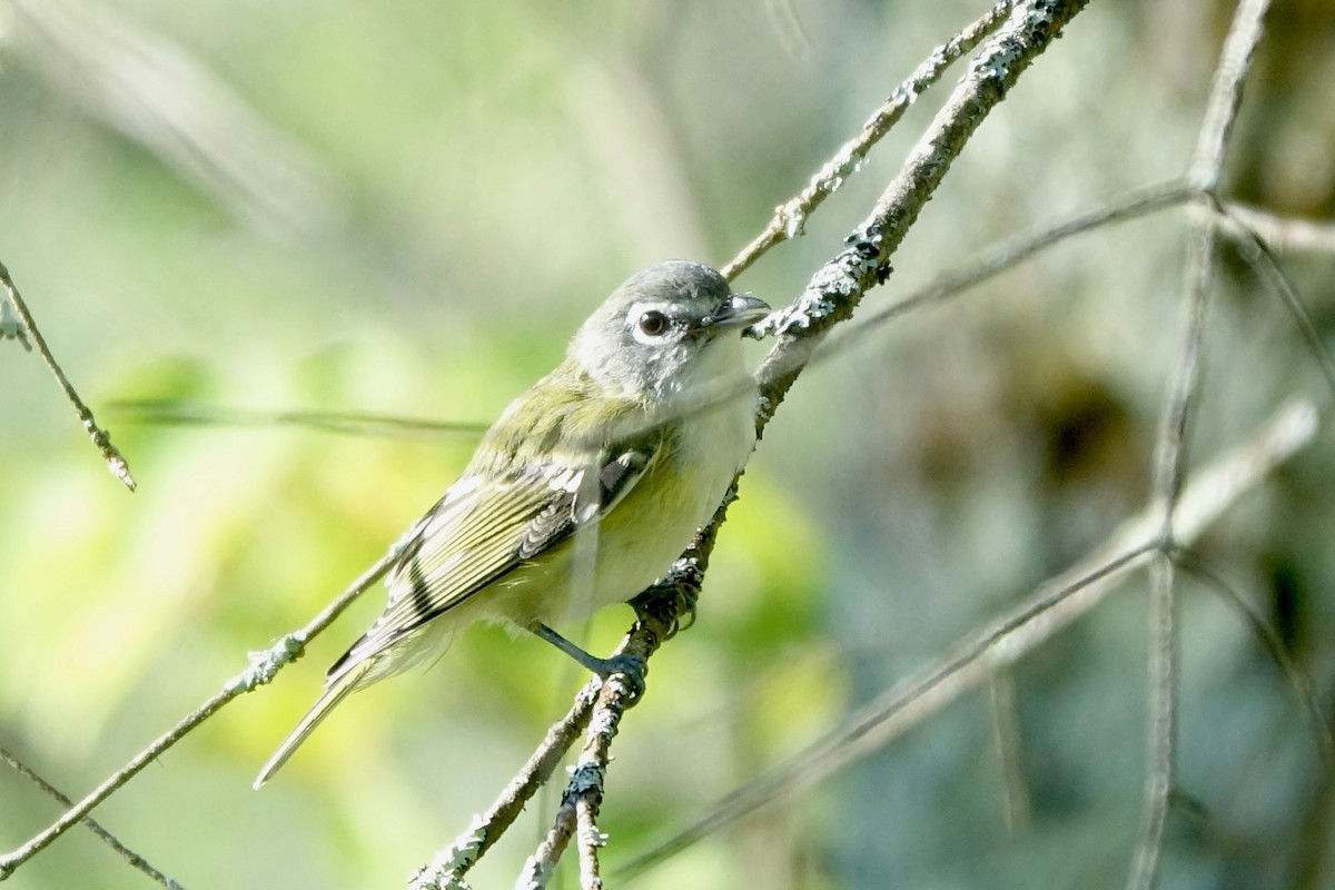 eremittvireo - ML640972723