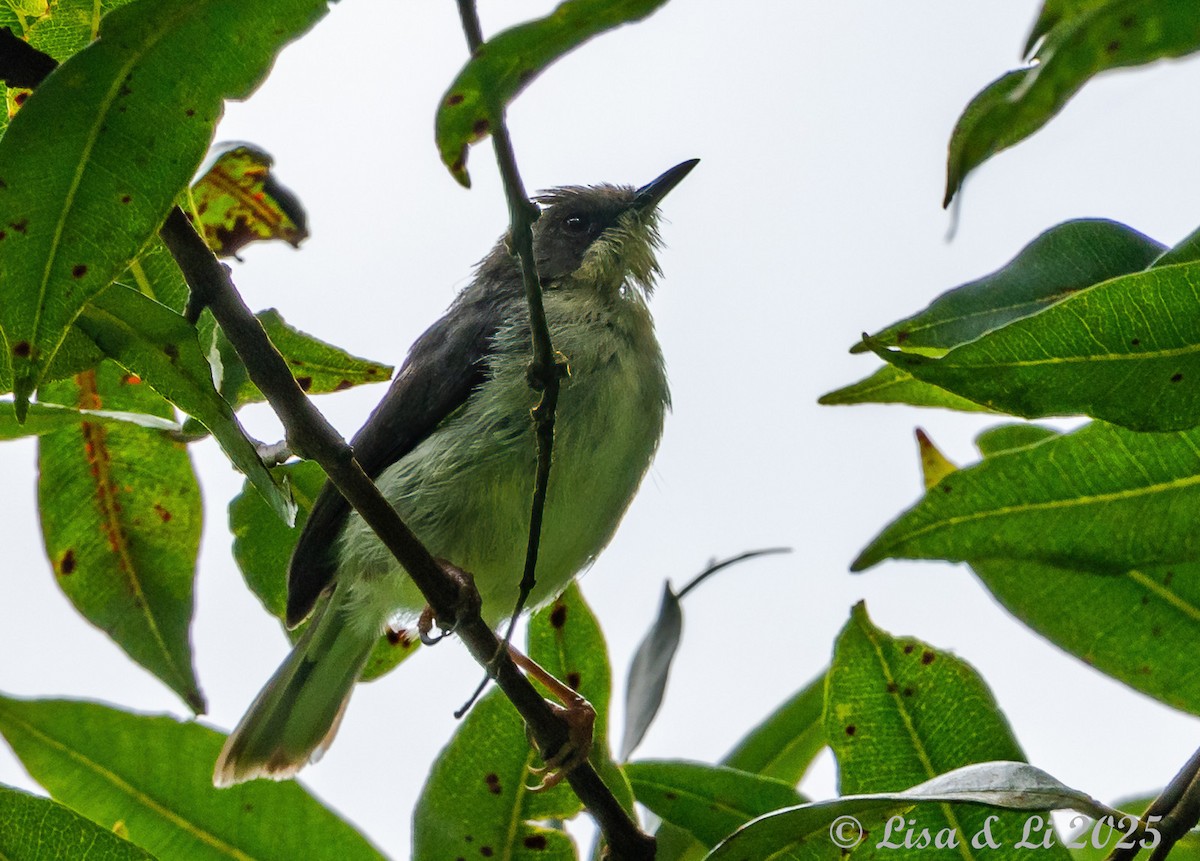 Buff-throated Apalis - ML640972734