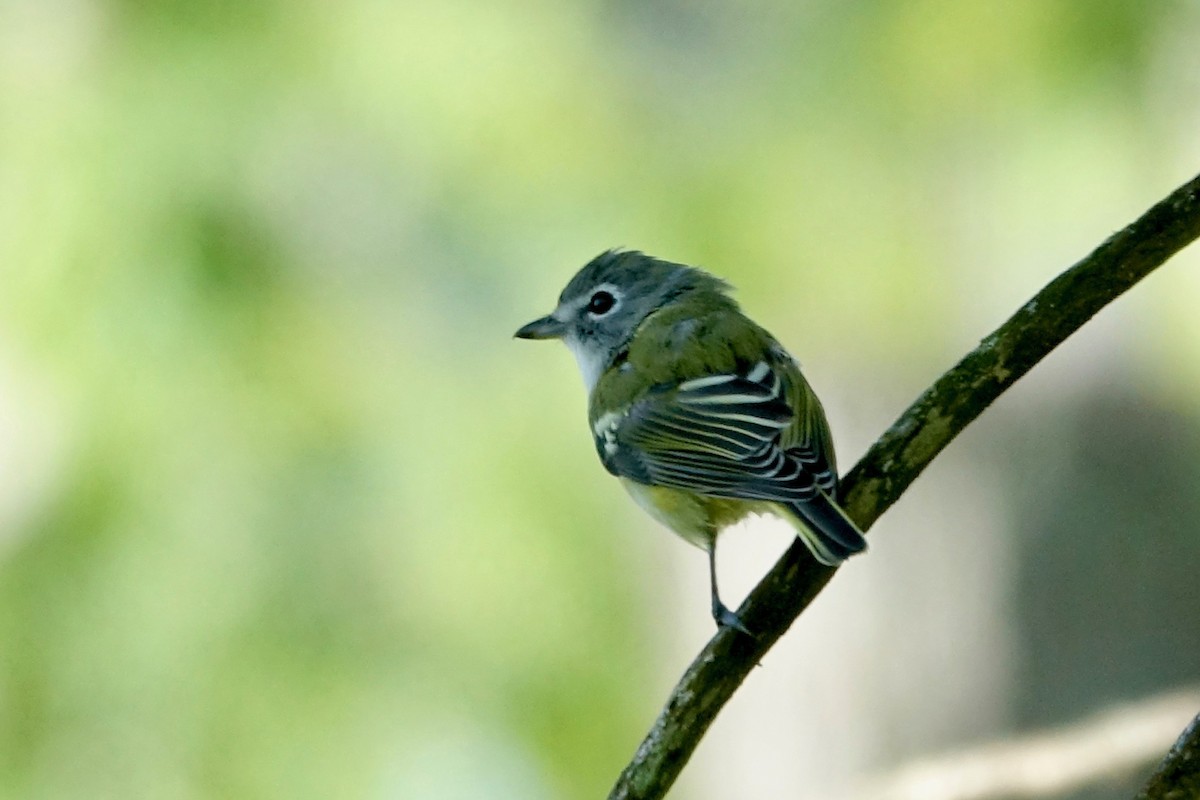 eremittvireo - ML640972735