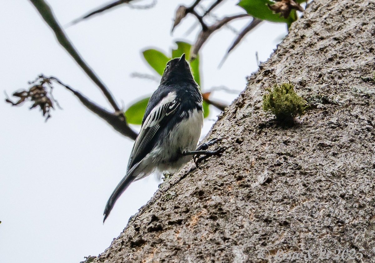 White-bellied Tit - ML640972737