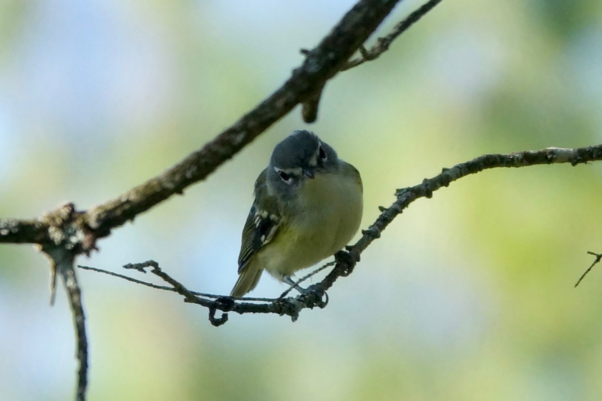 eremittvireo - ML640972749