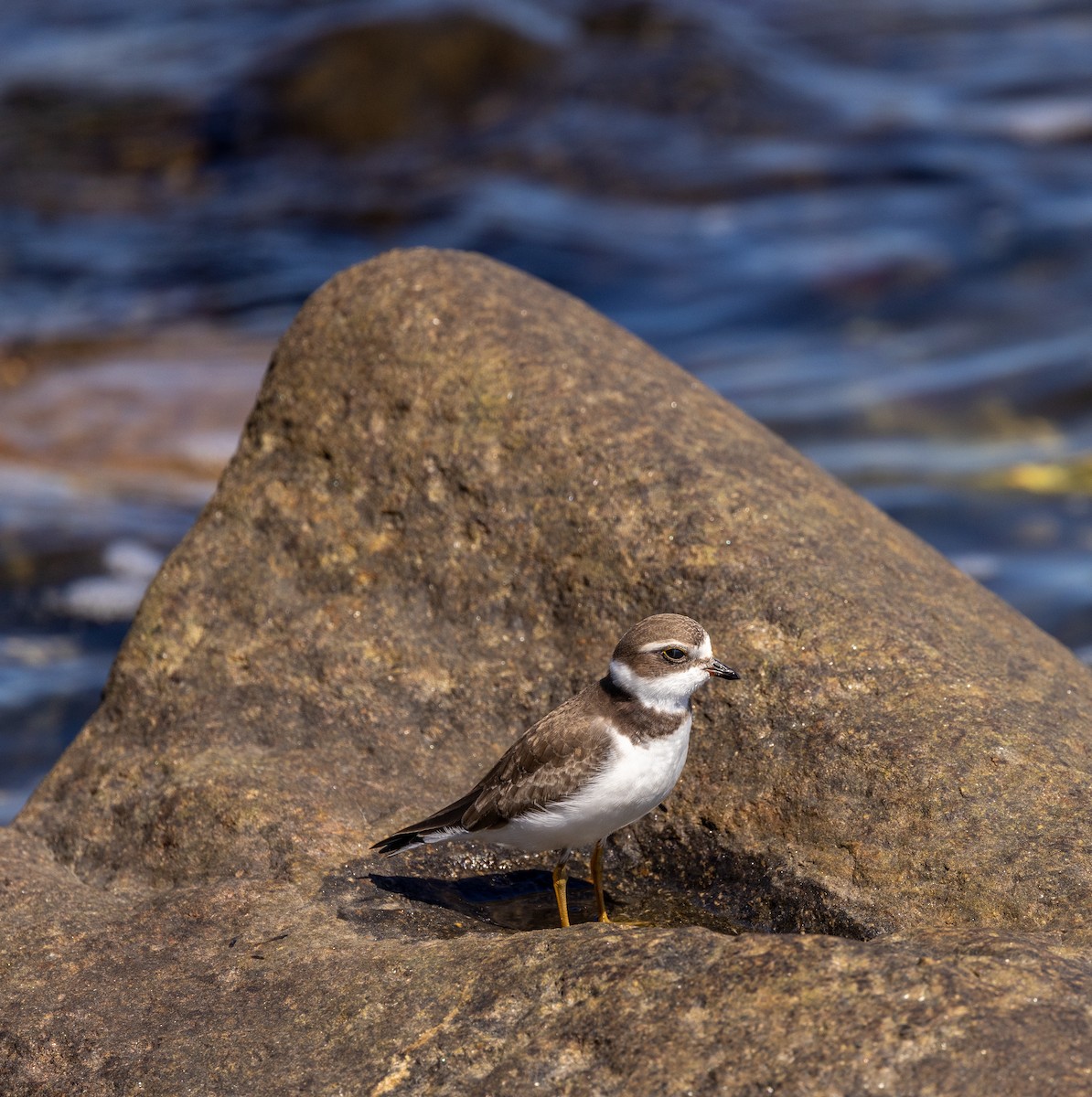 Semipalmated Plover - ML640972773