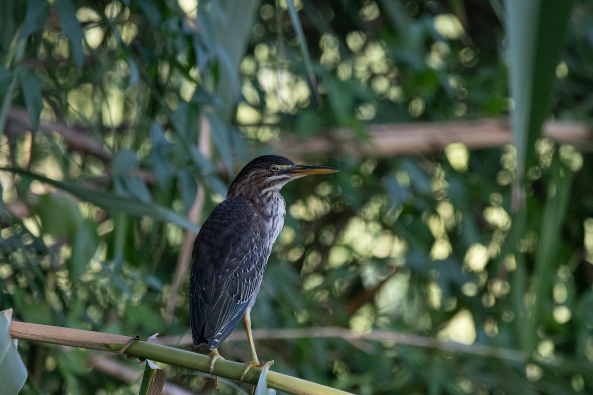 Green Heron - ML640972782