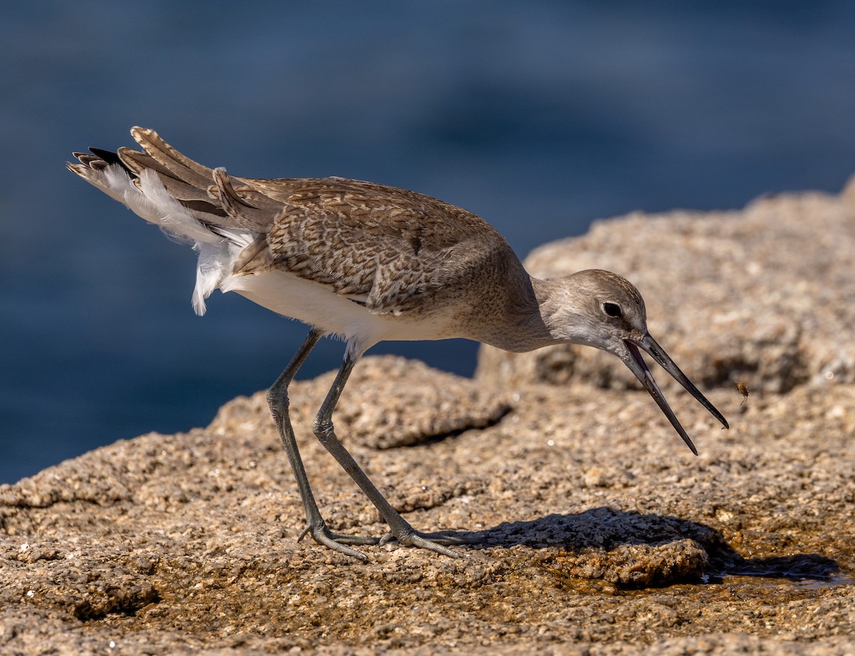 Piro piro semipalmato - ML640972833