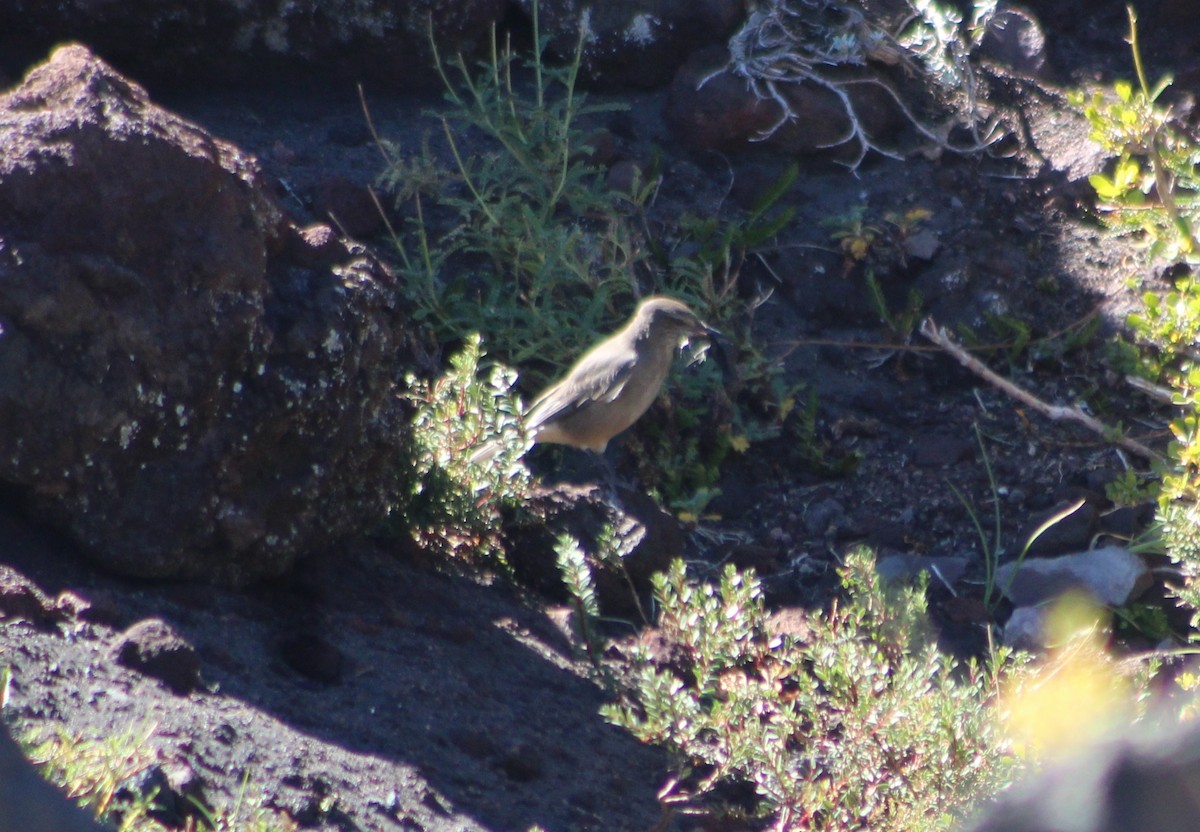 Black-billed Shrike-Tyrant - ML640972872
