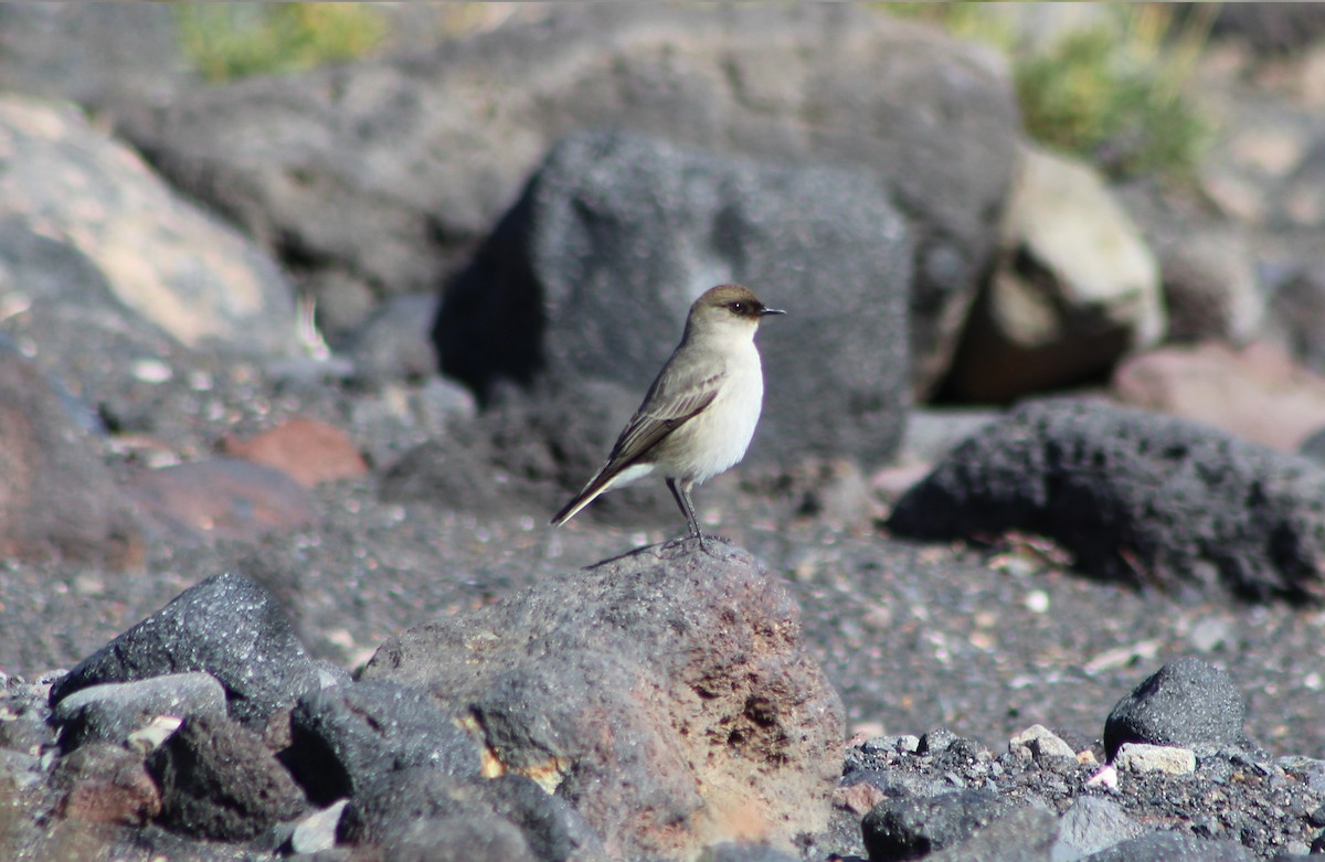 Dark-faced Ground-Tyrant - ML640972881