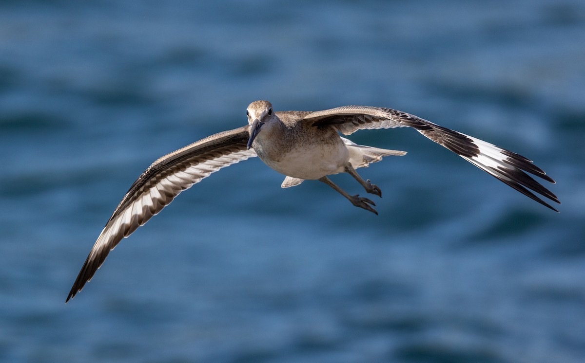 Piro piro semipalmato - ML640972882