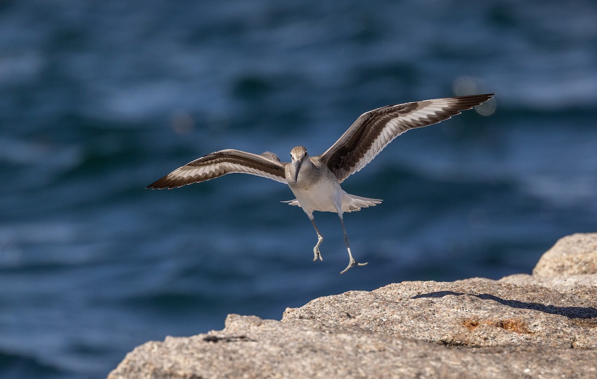 Piro piro semipalmato - ML640972896