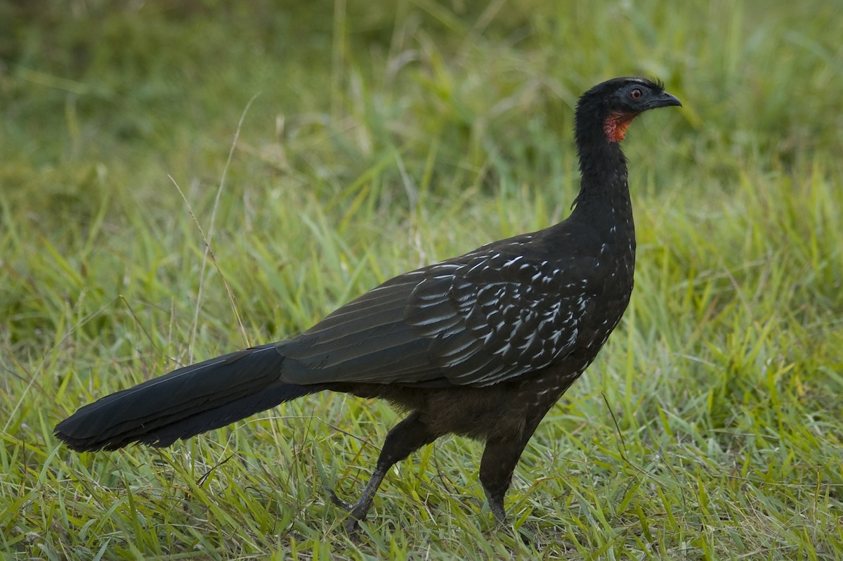 Pénélope des yungas - ML640972919