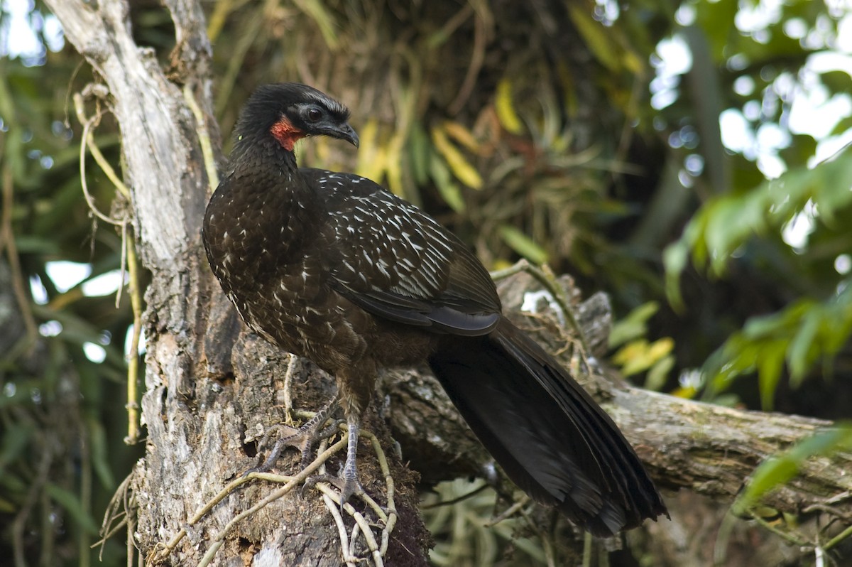 Pénélope des yungas - ML640972920
