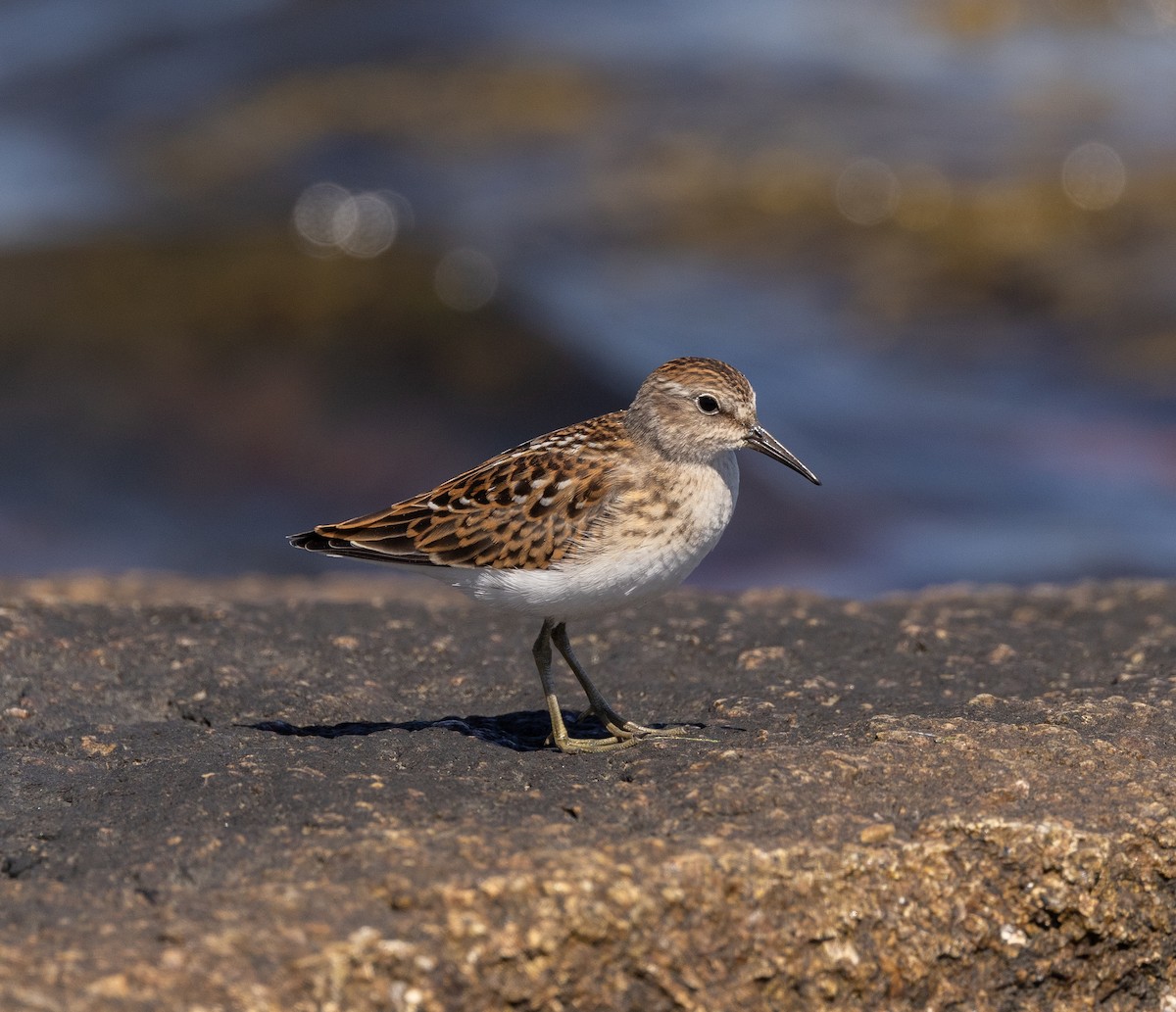 Gambecchio americano - ML640972938