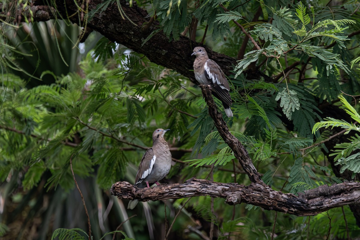 White-winged Dove - ML640972955