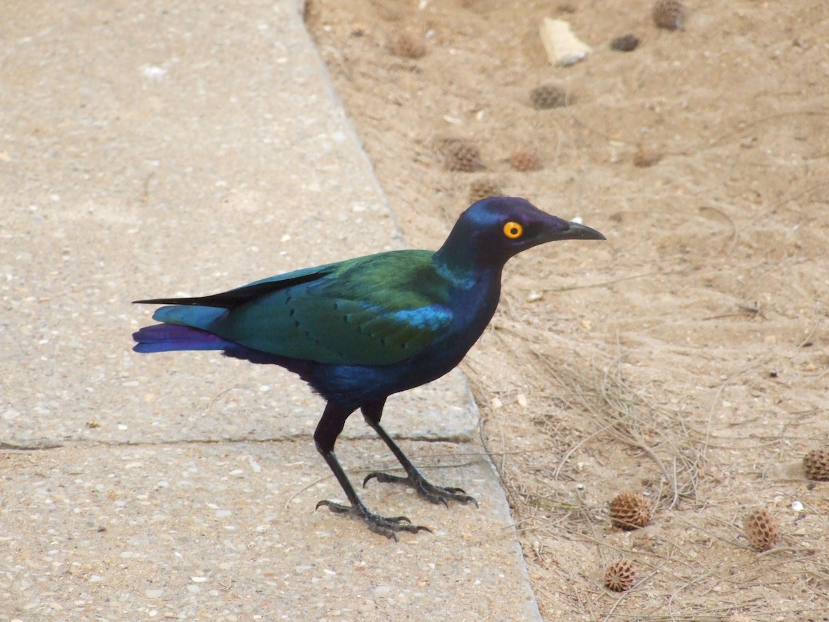 Purple Starling - ML640972967