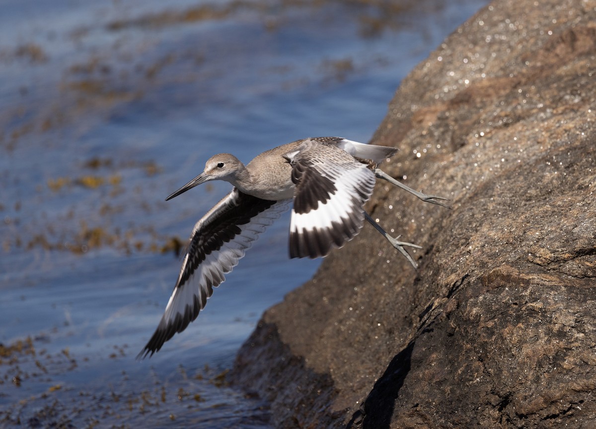 Piro piro semipalmato - ML640973044