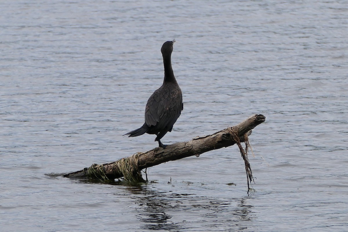 Cormoran à aigrettes - ML640973060