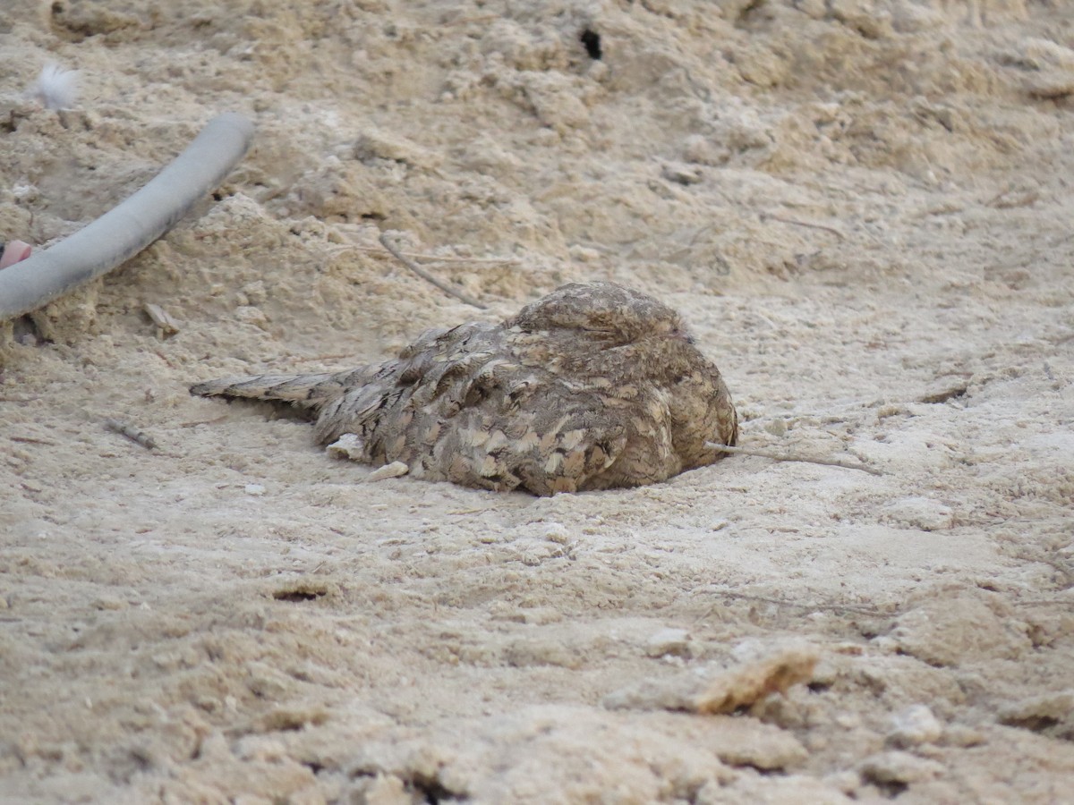 Egyptian Nightjar - ML640973150