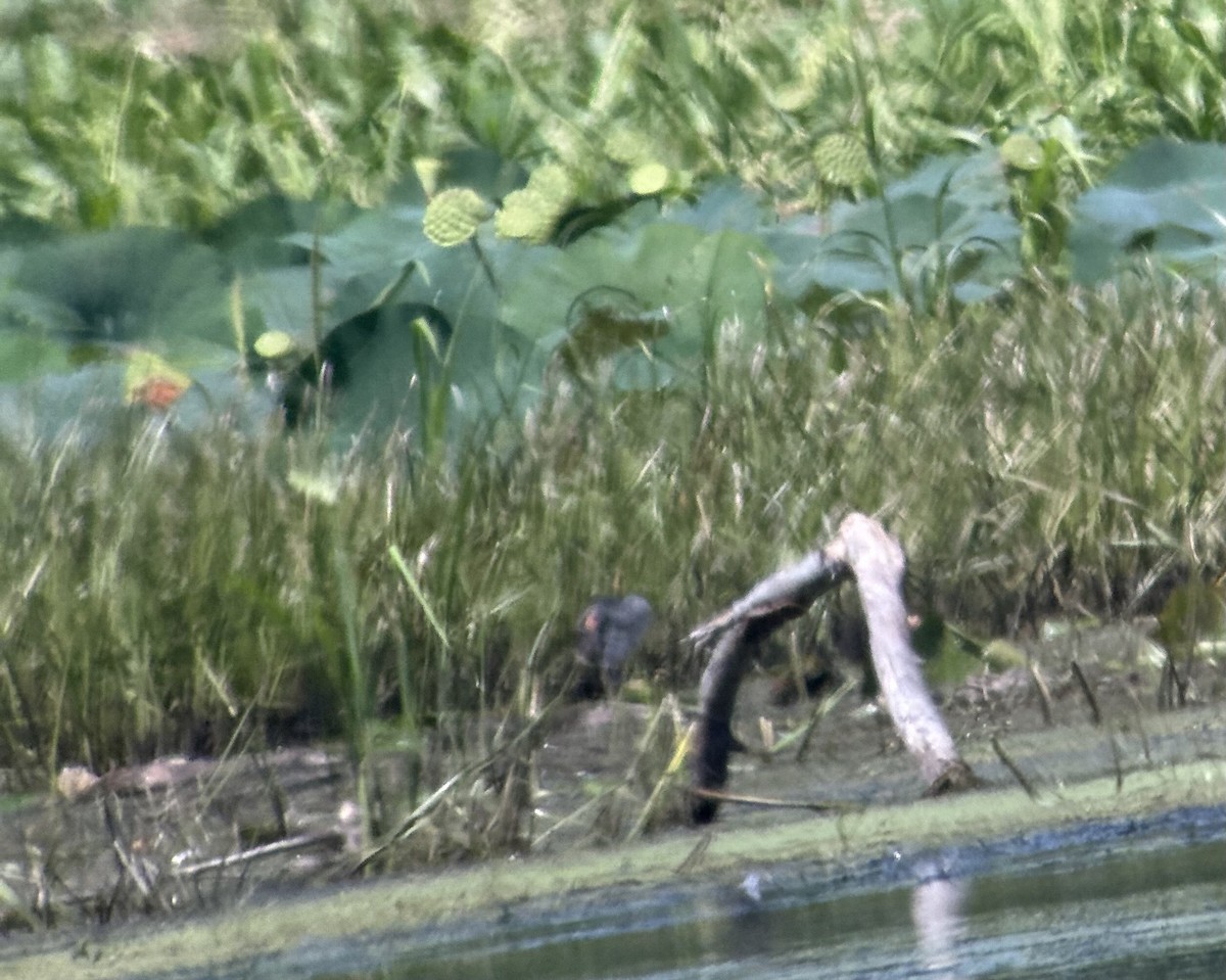 アメリカバン - ML640973165