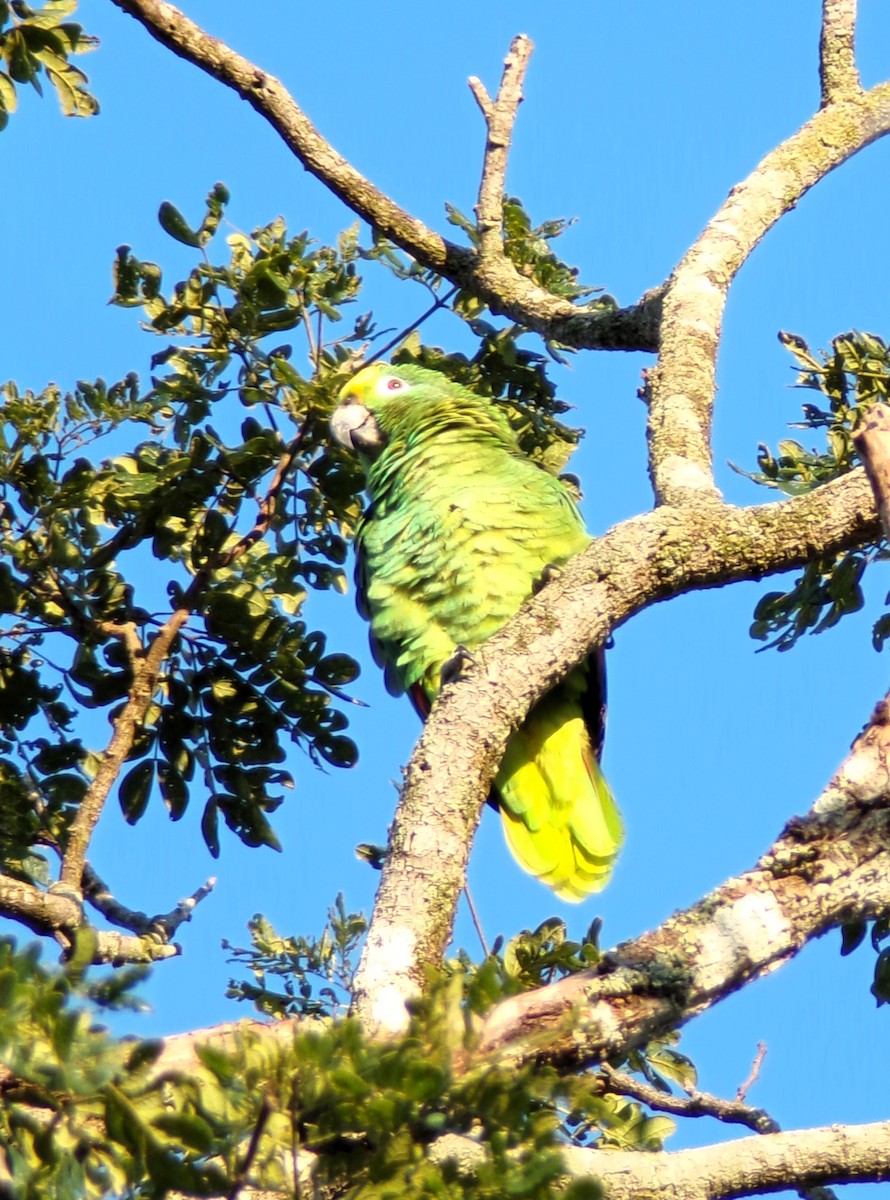 Yellow-crowned Amazon - ML640973171