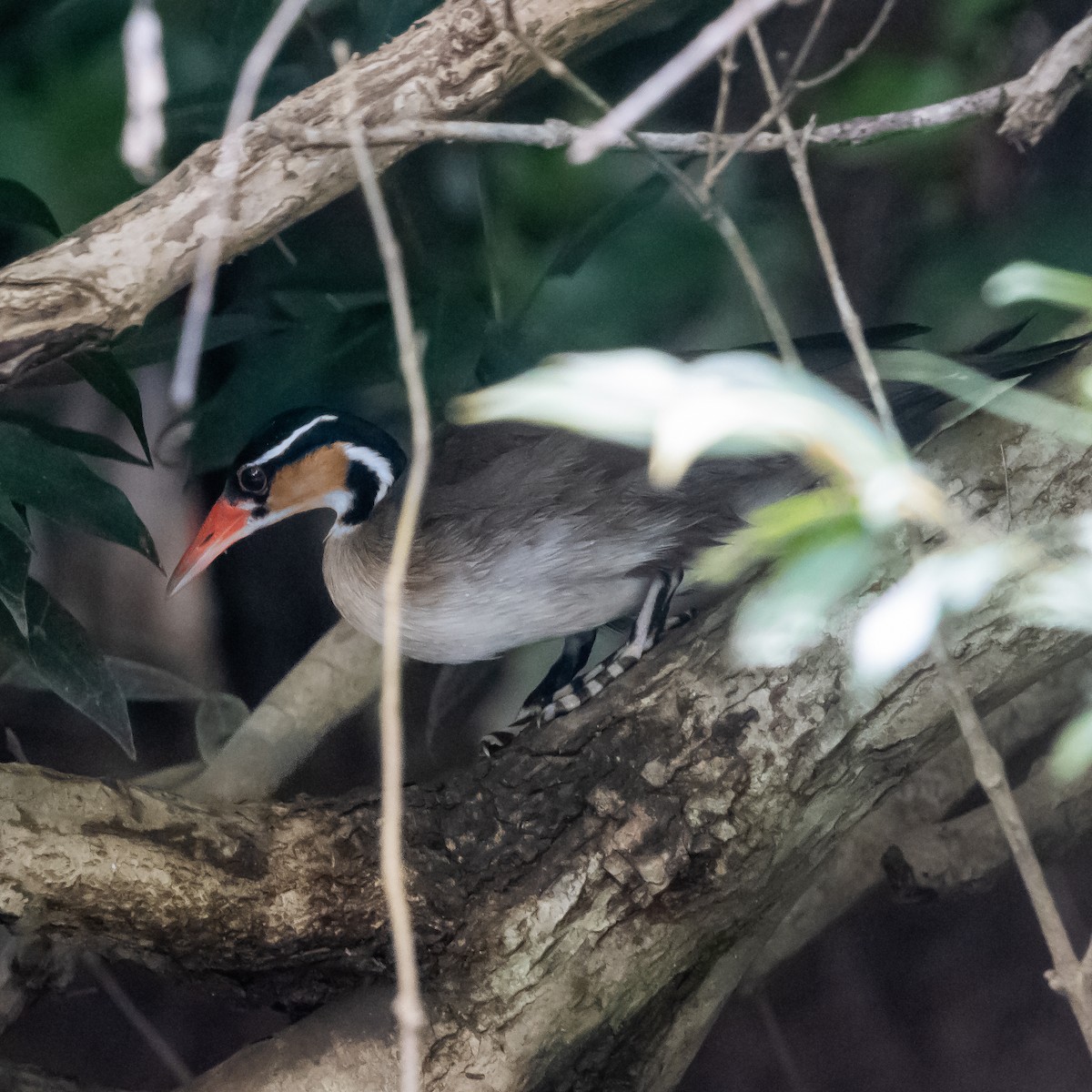 Sungrebe - ML640973200