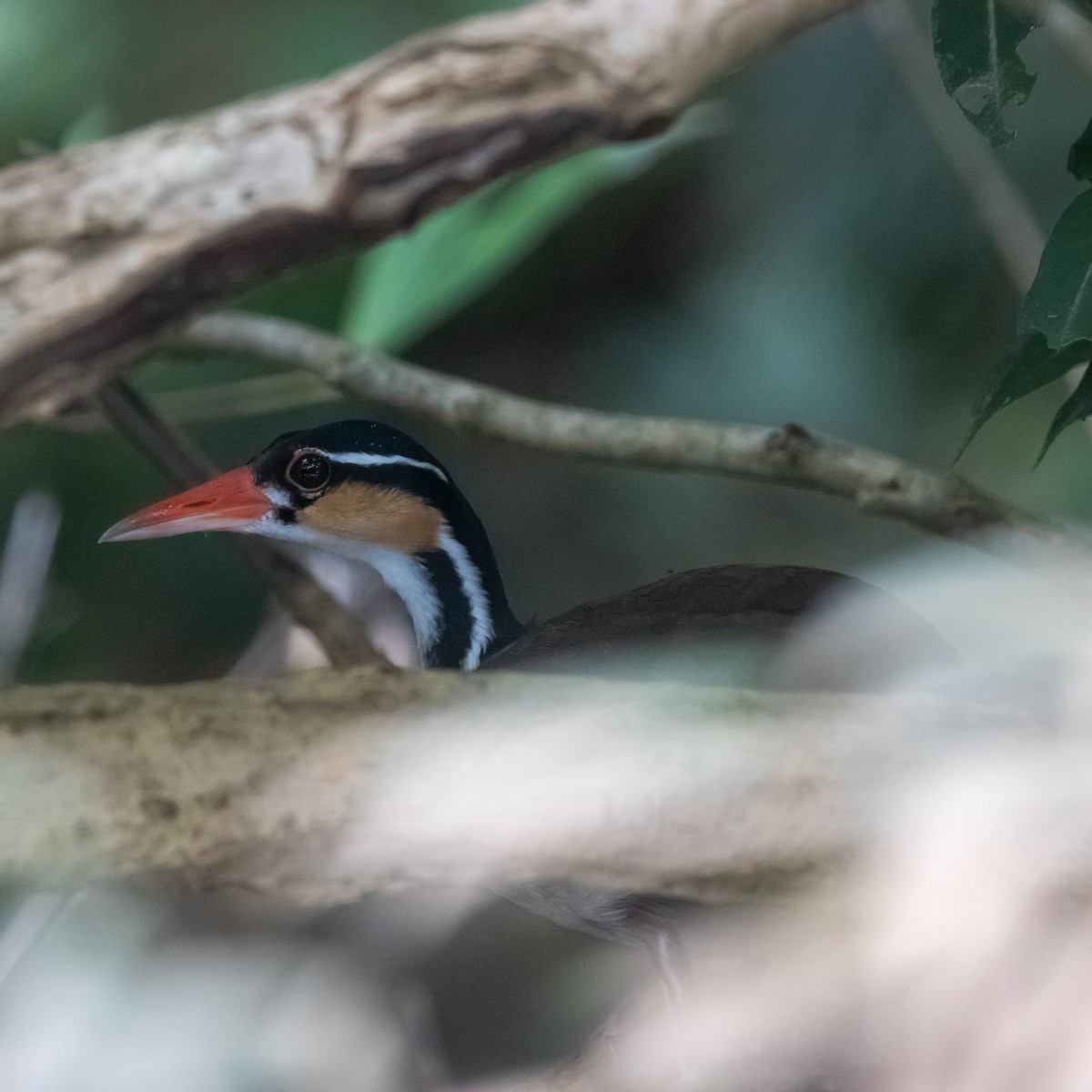 Sungrebe - ML640973201