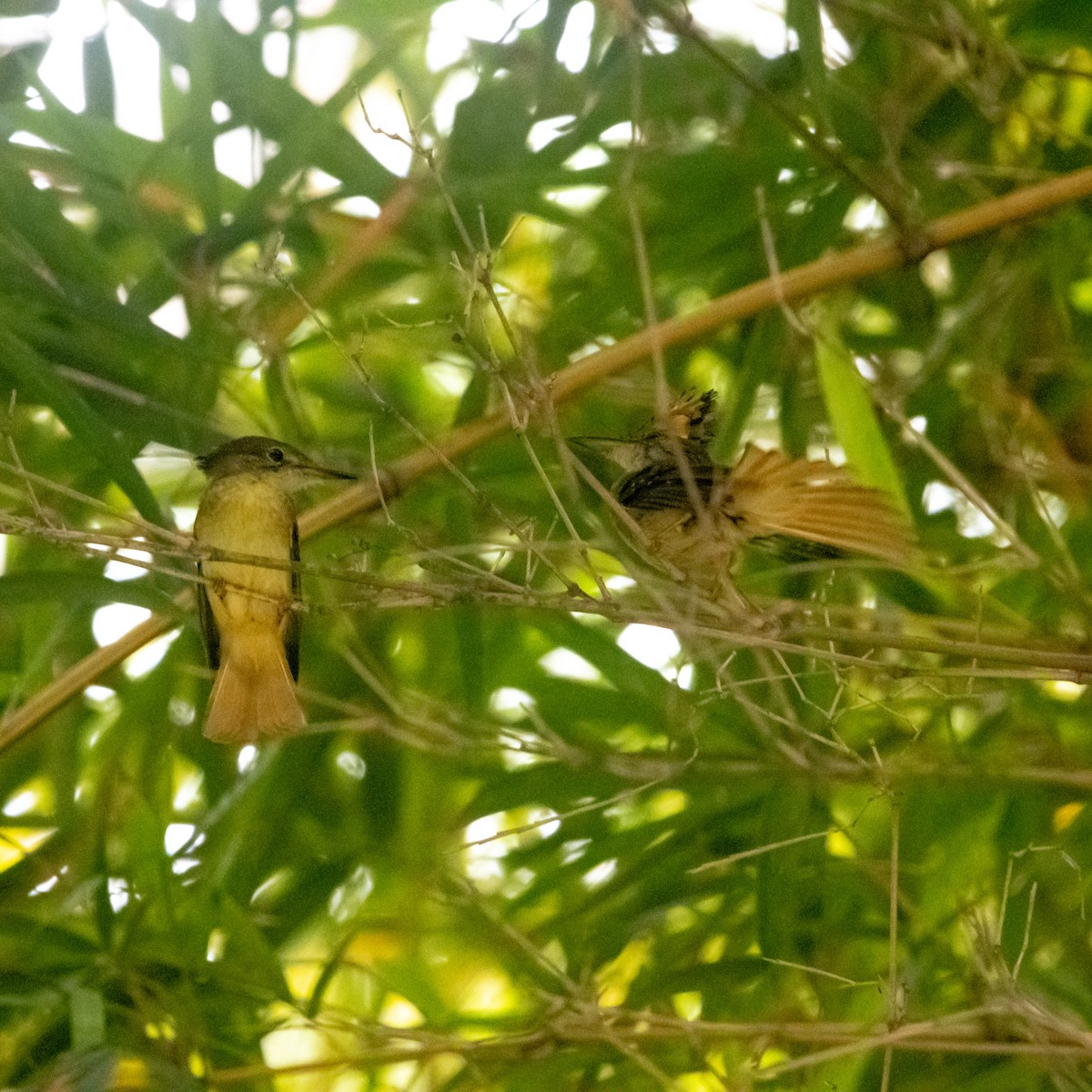 Tropical Royal Flycatcher - ML640973225