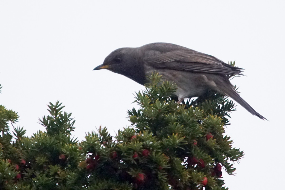 Black-throated Thrush - ML640973233