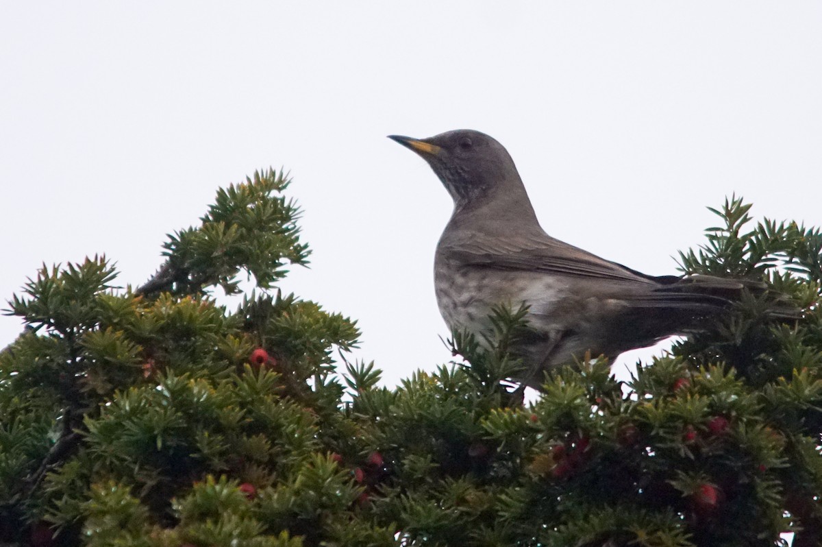 Black-throated Thrush - ML640973243