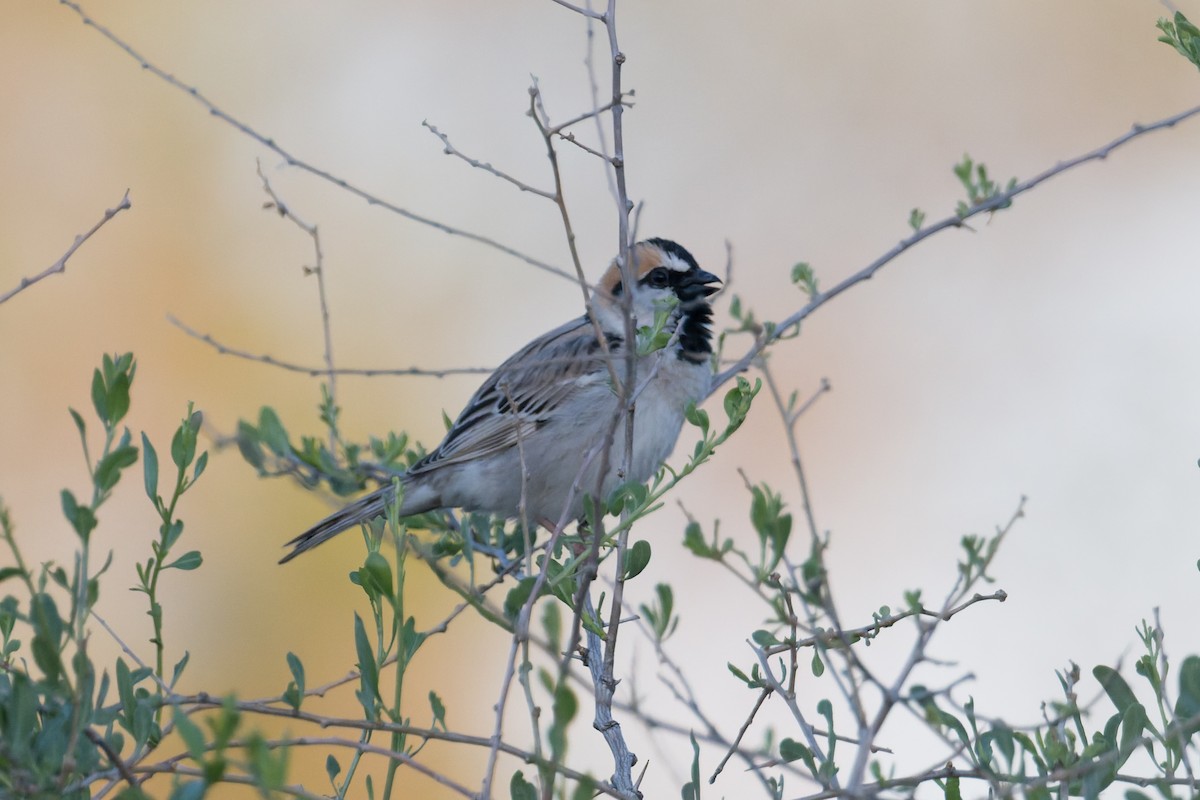 Saxaul Sparrow - ML640973263