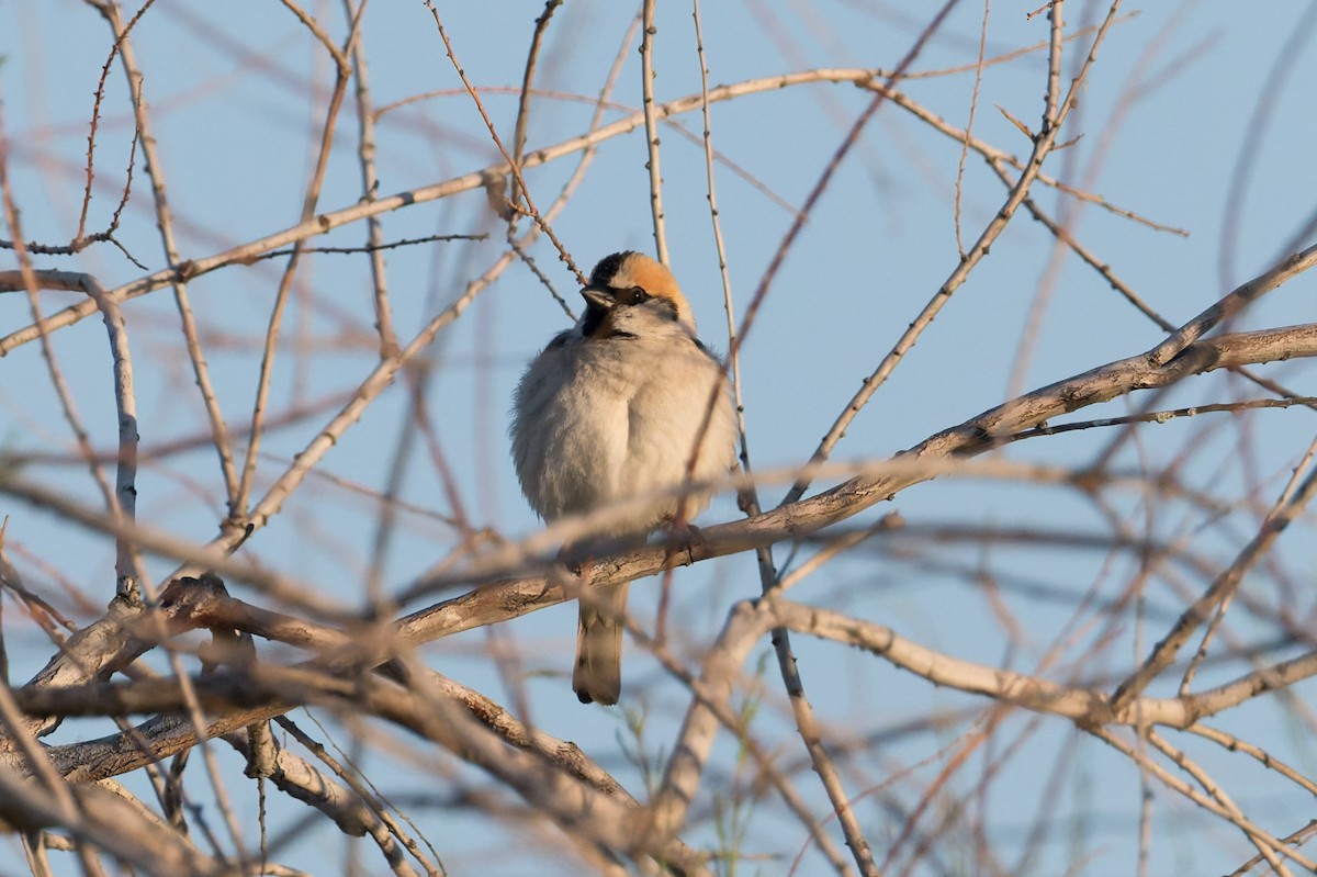 Saxaul Sparrow - ML640973265