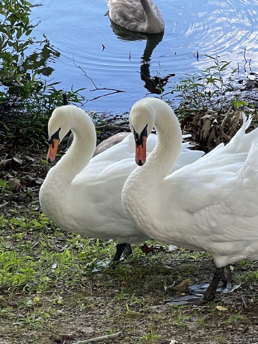 Mute Swan - ML640973278