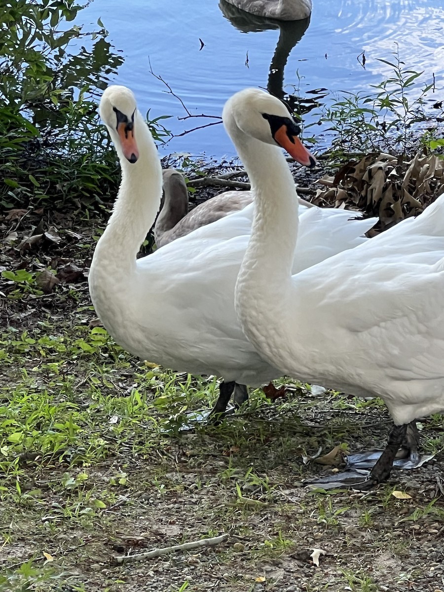 Mute Swan - ML640973279