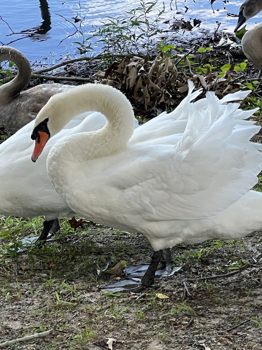 Mute Swan - ML640973280