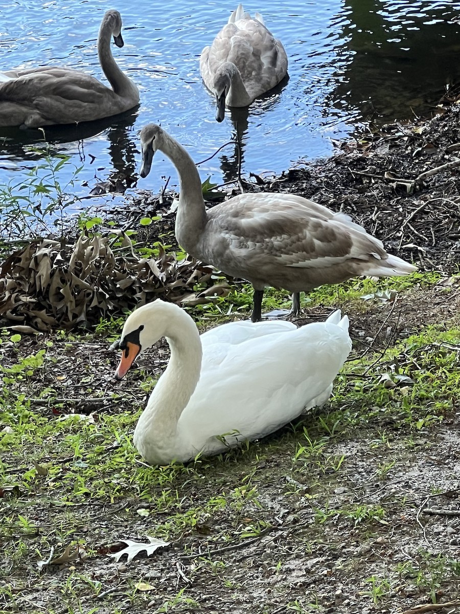 Mute Swan - ML640973281
