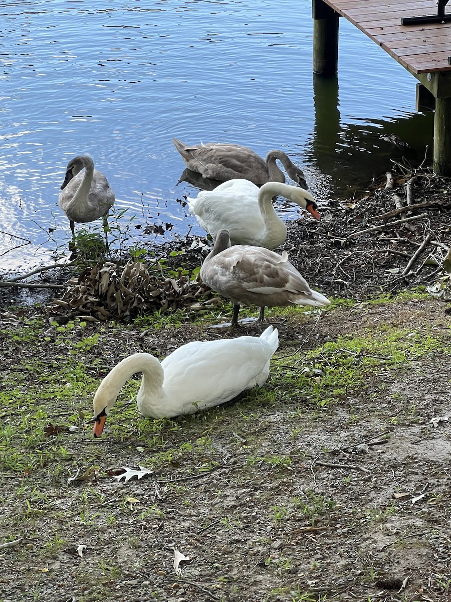 Mute Swan - ML640973282