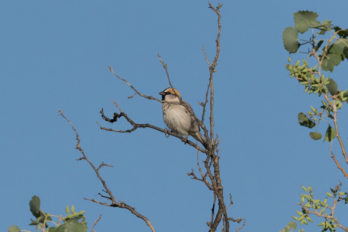 Saxaul Sparrow - ML640973299