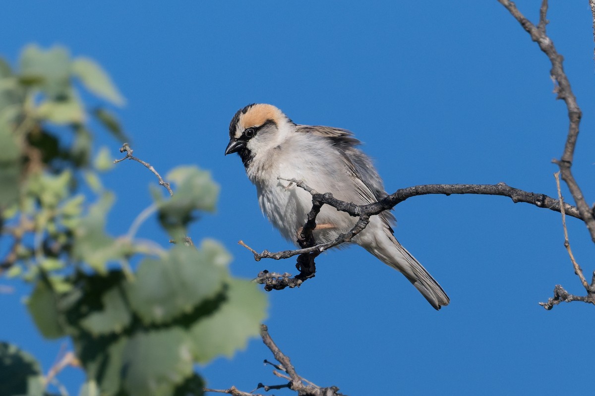 Saxaul Sparrow - ML640973306