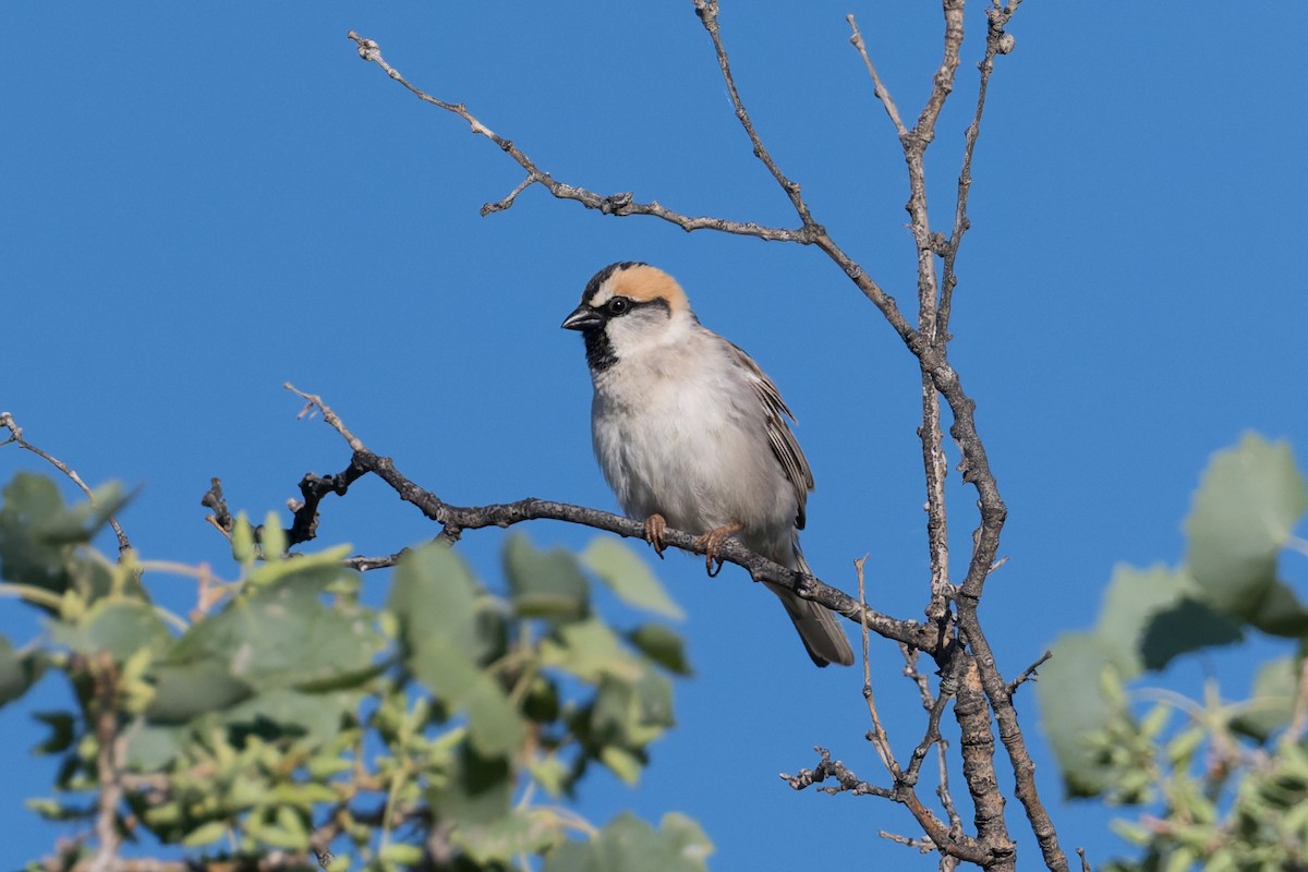 Saxaul Sparrow - ML640973308