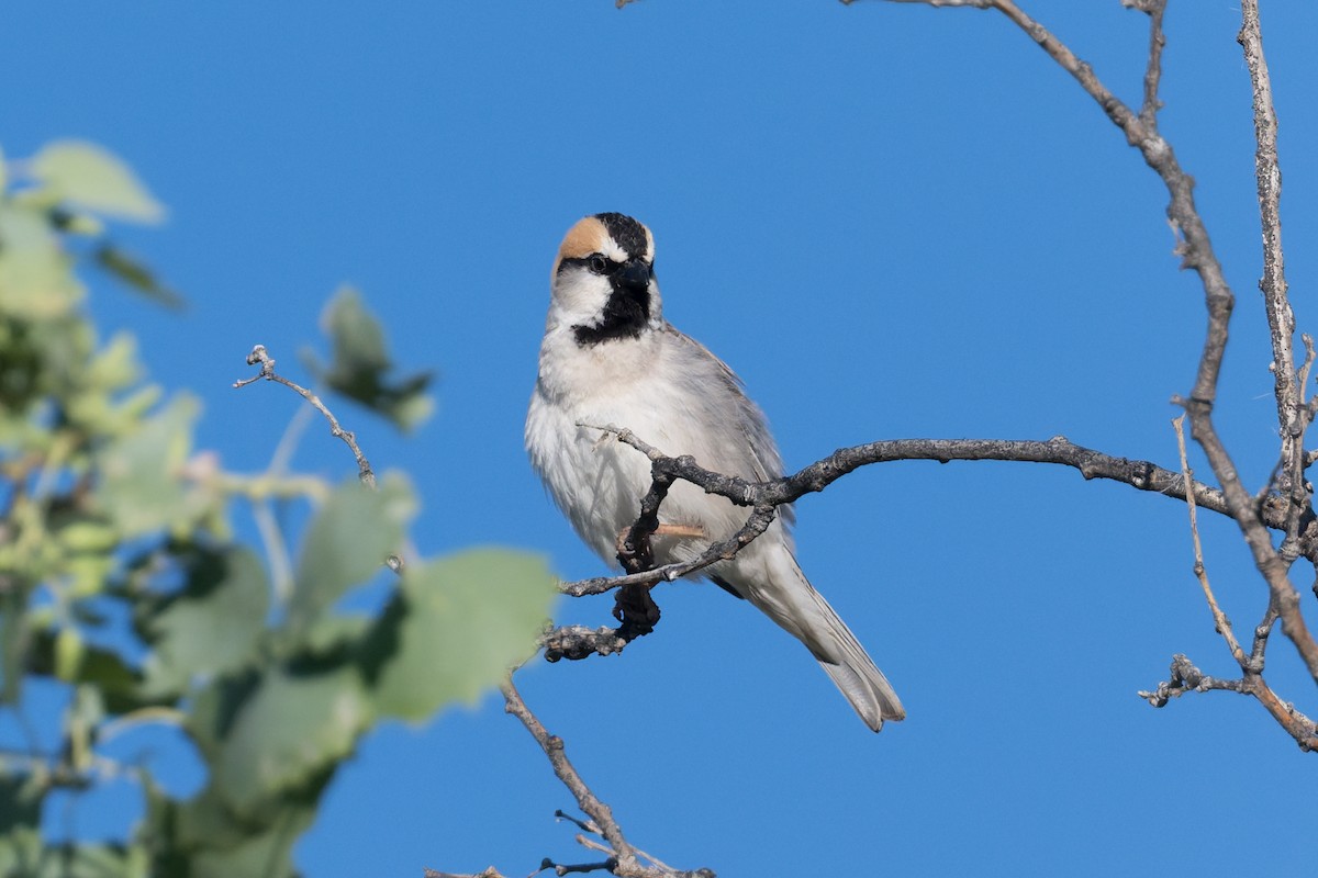 Saxaul Sparrow - ML640973311