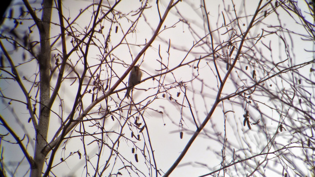 Redpoll (Hoary) - ML640973336