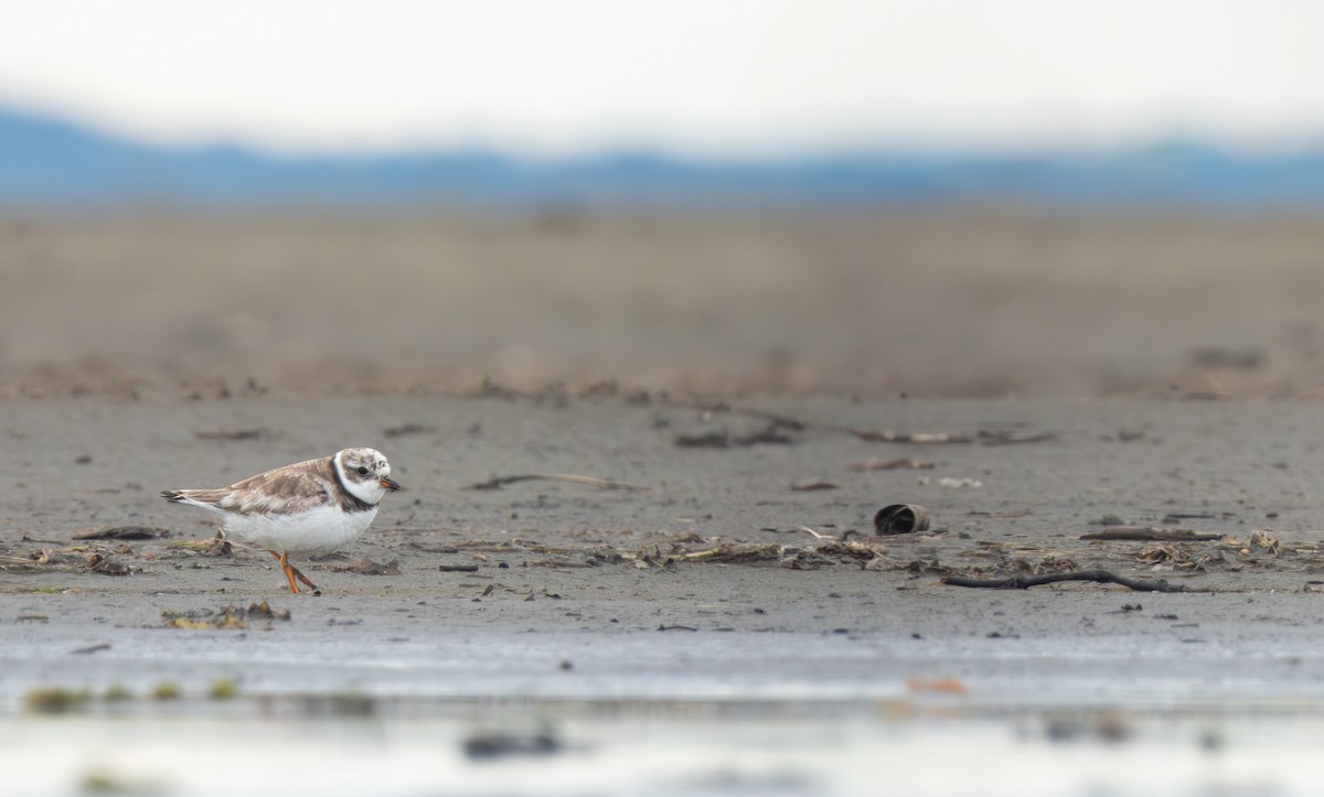 Semipalmated Plover - ML640973374