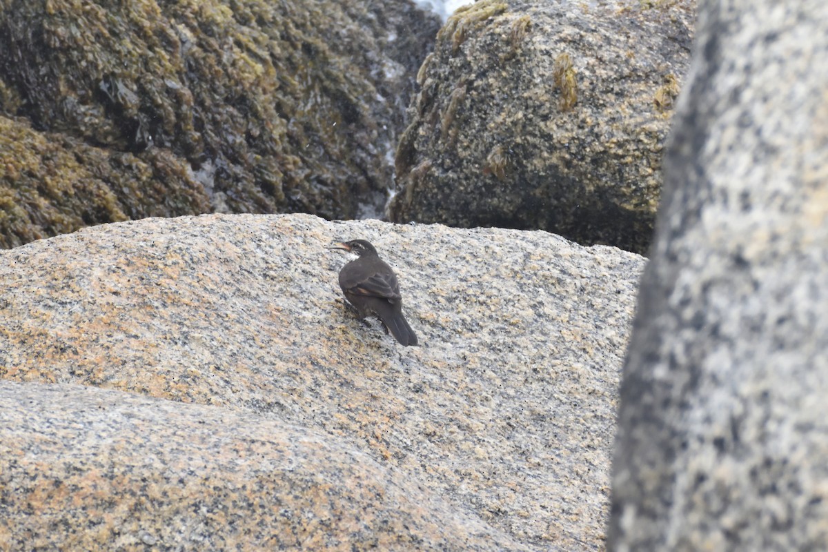 Водяная трясохвостка - ML640973384