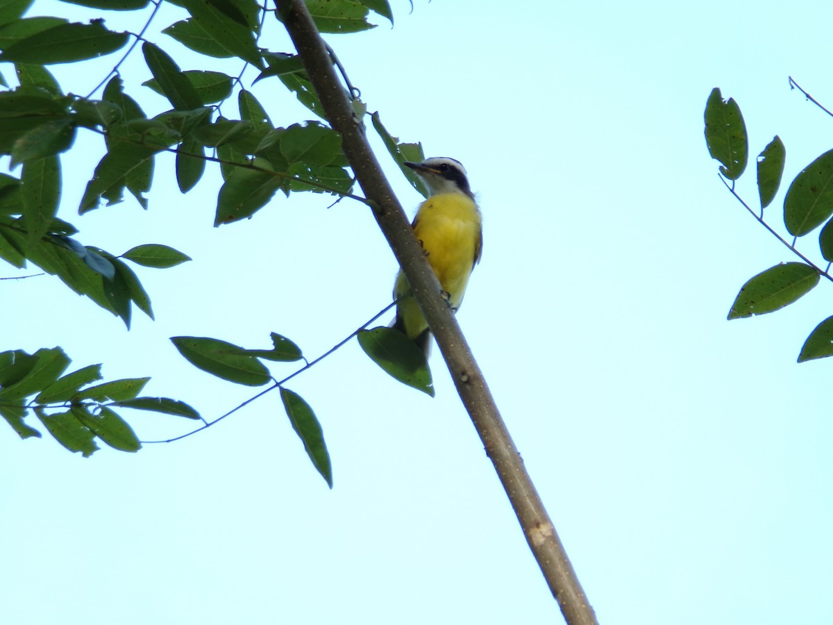 Lesser Kiskadee - ML640973385