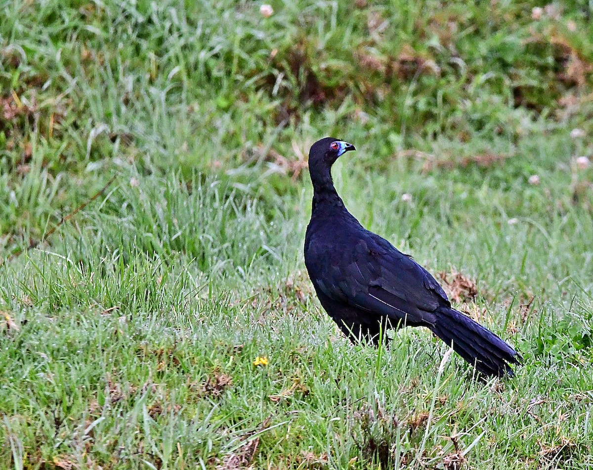 Schwarzguan - ML640973463