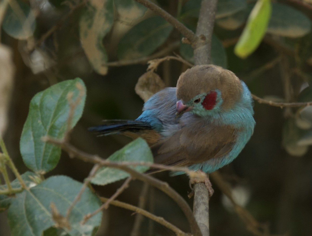 Rosy-patched Bushshrike - ML640973495